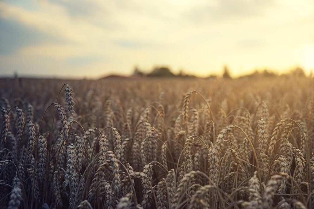 wheat, field, harvest-5207174.jpg